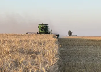 Entre decepciones y expectativas, el campo encara un 2025 desafiante