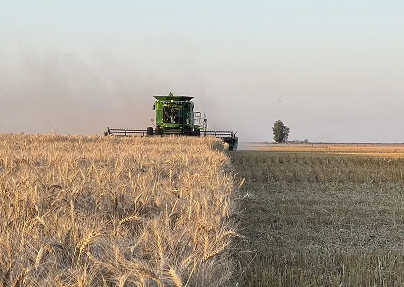 Entre decepciones y expectativas, el campo encara un 2025 desafiante