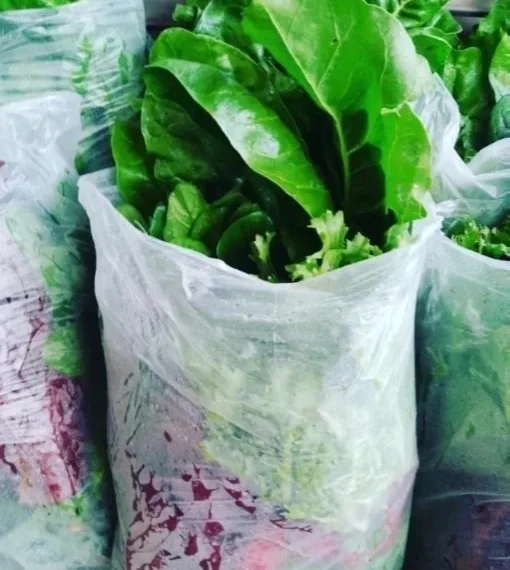Destacan el crecimiento y desarrollo de la agroecología en Agustín Roca
