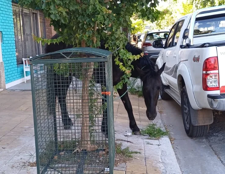 Caballo suelto por zona céntrica