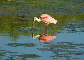 Imperdible muestra fotográfica “El Chamán Lagunero”