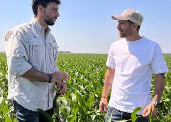 Leo Ponzio desafía la campaña de maíz con dos híbridos de NK