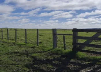 Qué pasó en este 2024 con el sector inmobiliario rural