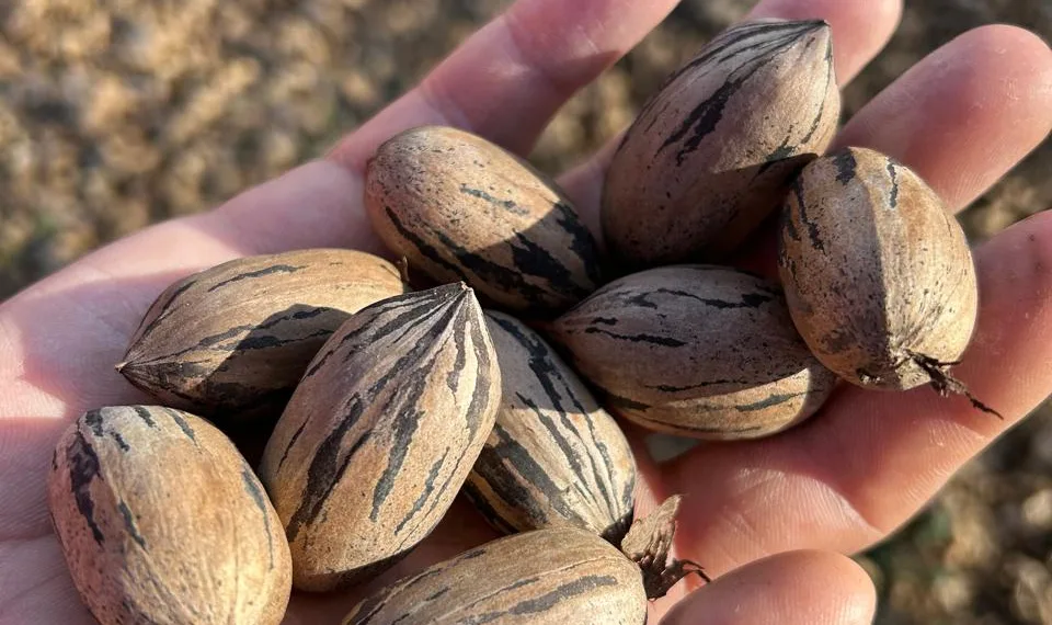 La joya local de un cultivo poco conocido: la nuez pecán