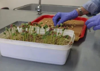 INTA: nueva técnica de laboratorio para determinar la calidad de semillas de soja