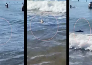 Un tiburón apareció entre los bañistas y revolucionó el balneario Las Toscas de Mar del Plata