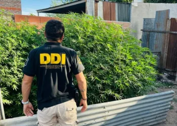 Chacabuco: secuestraron 12 plantas de marihuana