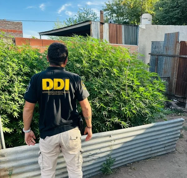 Chacabuco: secuestraron 12 plantas de marihuana