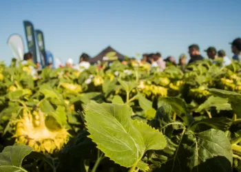 El girasol: un cultivo que vuelve, una pasión que perdura