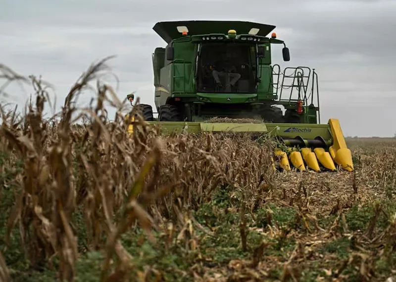 Comenzó la cosecha del maíz con muy bajos rindes