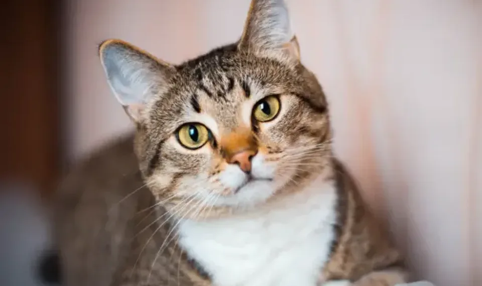 Día del Gato: ¿por qué se celebra el 20 de febrero?