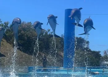 Cierra Aquarium Mar del Plata: sin acuerdo  para renovar el contrato de alquiler del predio