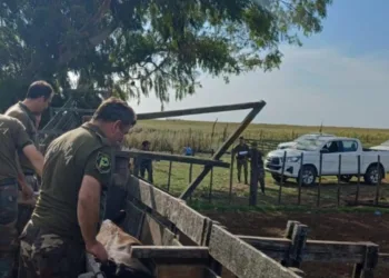 Recuperan toros reproductores en la zona rural de Agustina