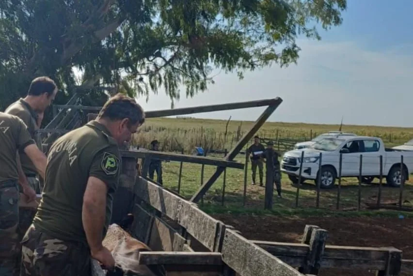 Recuperan toros reproductores en la zona rural de Agustina