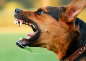 Razas de perros con los ladridos más raros de todos