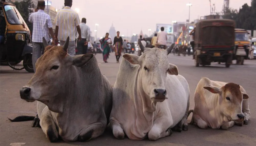 ¿Por qué la vaca es un ser sagrado en la India?