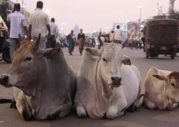 ¿Por qué la vaca es un ser sagrado en la India?