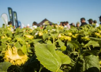 Más kilos y mejor calidad: el girasol muestra su potencial