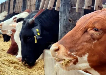 Hacienda en pie: tendría un impacto ínfimo
