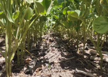 Estado de los cultivos y proyecciones  en la zona de influencia de Junín