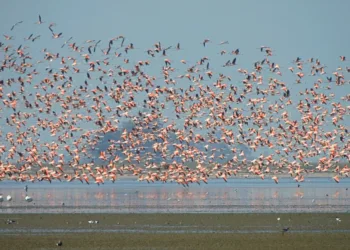 La fantástica fauna que habita en la zona rural de Junín