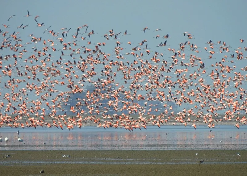 La fantástica fauna que habita en la zona rural de Junín