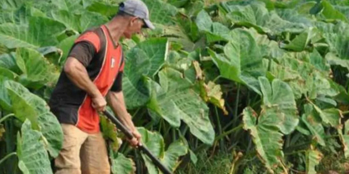 Cuba analiza otorgar tierras en usufructo a extranjeros