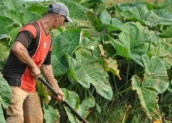 Cuba analiza otorgar tierras en usufructo a extranjeros