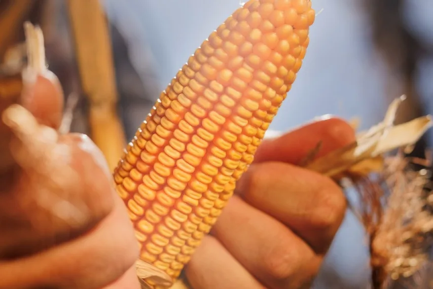 NK lanza en Expoagro 2025 un nuevo maíz y lleva más  genética junto a sus servicios para respaldar al productor