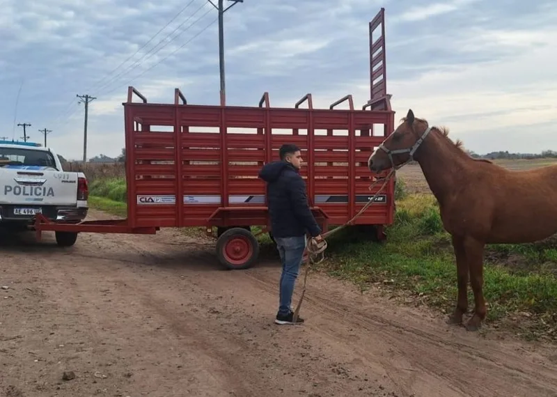 Caballos sueltos: 10 animales fueron secuestrados por el municipio