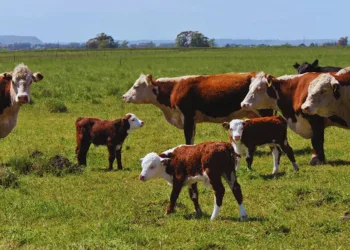 Por la sequía se perdieron 2,6 millones de cabezas de ganado