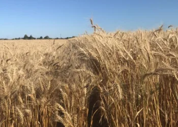 La siembra de trigo, el cultivo que representa dinero fresco para el productor