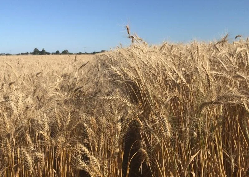 La siembra de trigo, el cultivo que representa dinero fresco para el productor