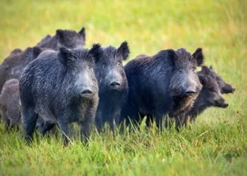 Luz verde a la “caza plaguicida” del jabalí europeo