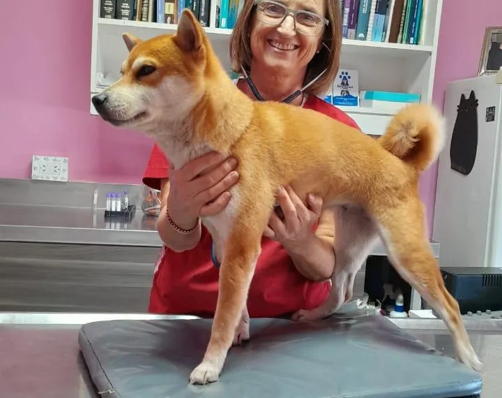 Día del Animal en Argentina: un homenaje a nuestros compañeros de vida y a la labor veterinaria