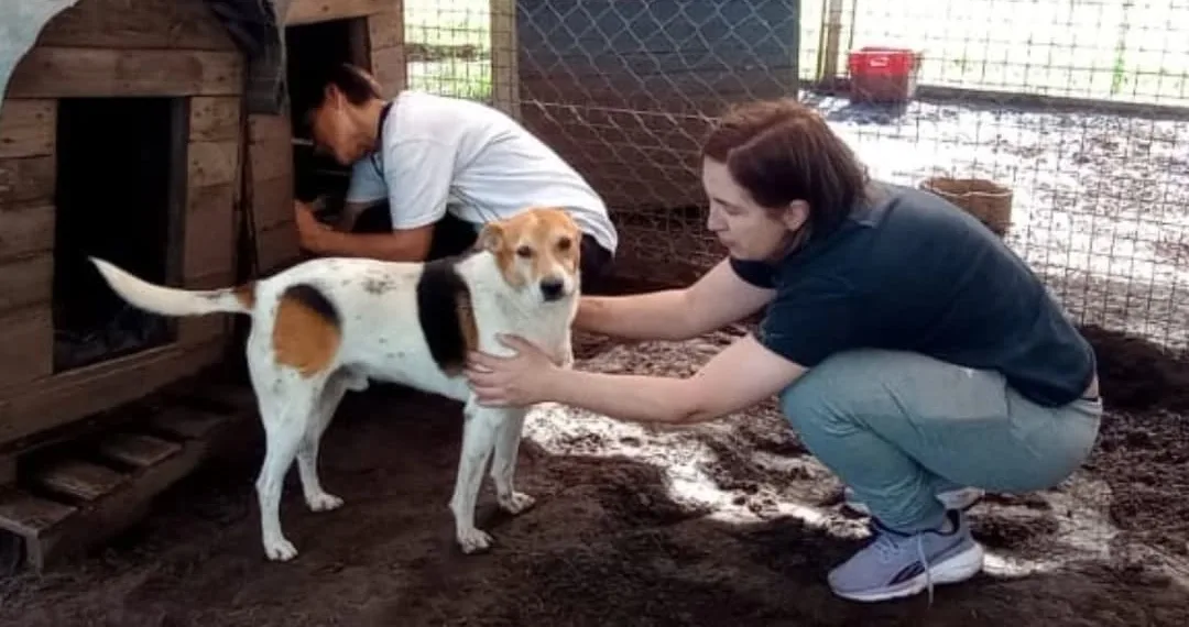 Refugio de AJPA: el mejor lugar para adoptar o apadrinar