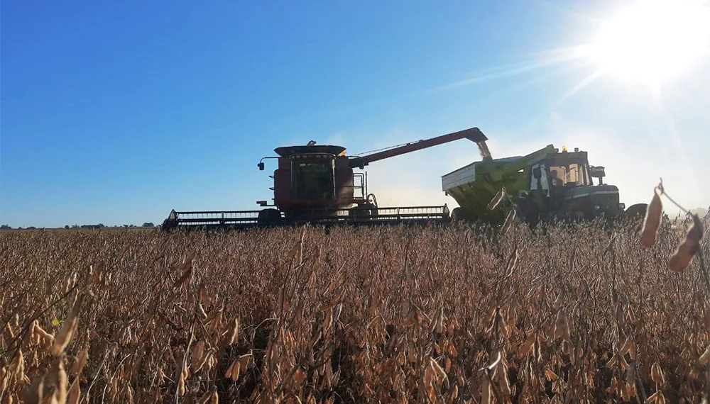 Junín: La cosecha de soja avanzó fuerte sobre miles de hectáreas