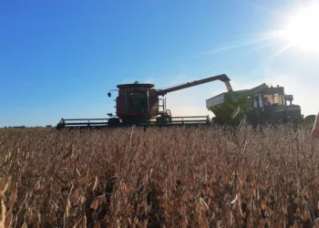Junín: La cosecha de soja avanzó fuerte sobre miles de hectáreas