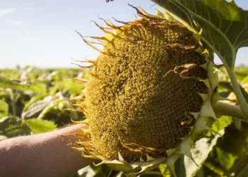 Más girasol, más decisiones basadas en datos