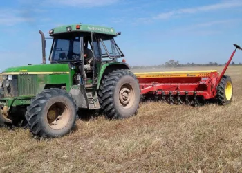 Pronostican aumento del área sembrada con trigo