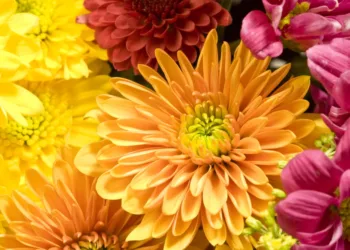 La planta que florece en otoño, de fácil cuidado y que llenará de color tu jardín