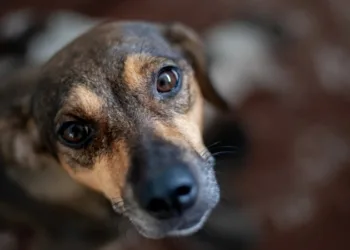 Día Mundial del Perro Sin Raza: claves para evitar el abandono de mascotas