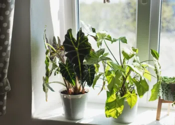 Las plantas que no hay que tener en casa, según el feng shui