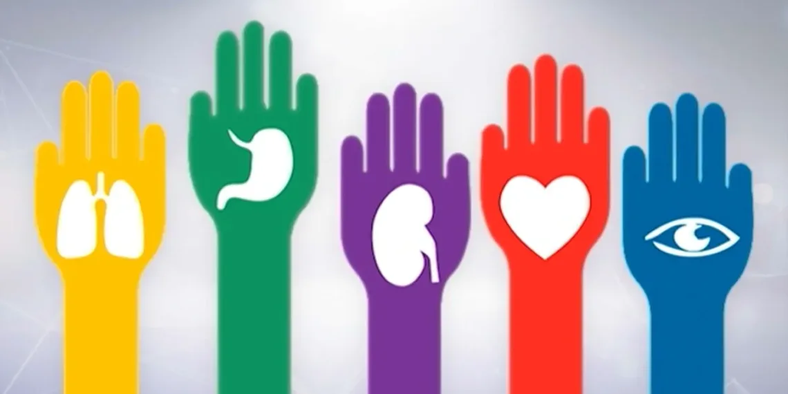 Día Nacional de la Donación de Órganos y Tejidos: ¿por qué se conmemora hoy?