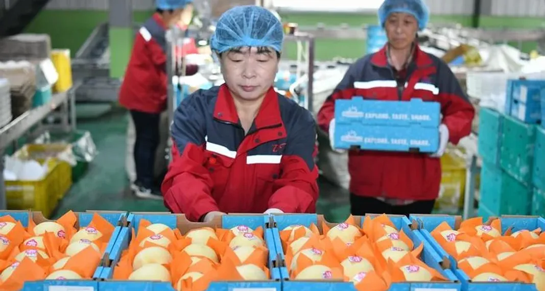 China anunció que comenzó a exportar peras a la Argentina