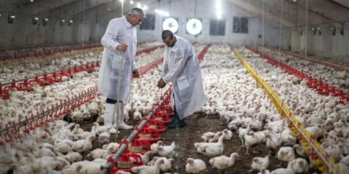 Brasil instala barreras sanitarias por un brote de gripe aviar que frena las exportaciones