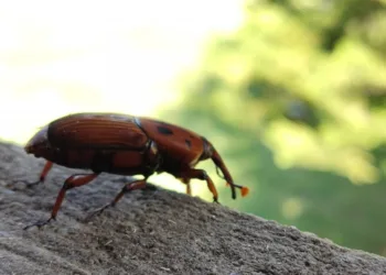 Recomendaciones para prevenir el ingreso del picudo rojo de las palmeras a la Argentina