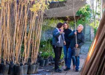 Refuerzan el programa “Mi Vereda, Nuestros Árboles” junto al Taller Protegido