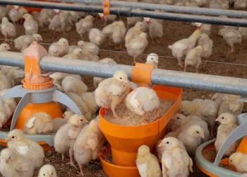 Una empresa que no para de crecer: Santa  Bárbara, el motor avícola de Saforcada