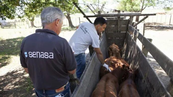 La OMSA ratificó la condición sanitaria de Argentina como país libre de fiebre aftosa